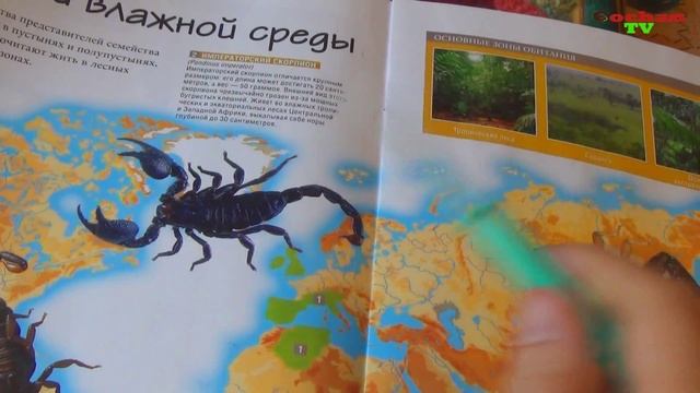 Насекомые и их знакомые №3. Лесной скорпион. Обзор. Патворщик шоу. смотреть онлайн