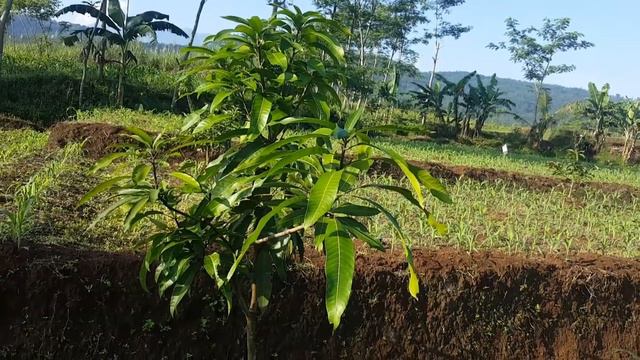 HOW TO/ MENANAM MANGGA YANG CEPAT BUAH LEBAT/MANGO GRAFTING TREE/CÂY MANGO TỪ NHANH/MANGO TREE смотреть онлайн