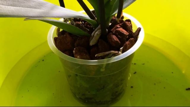 Топ-6 советов, как ухаживать за орхидеей – цветоводство для новичков смотреть онлайн