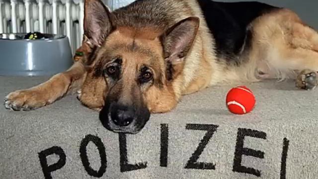 Kommissar Rex Mit Tobias Moretti