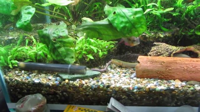 Каламоихт калабарский нашел червяка смотреть онлайн