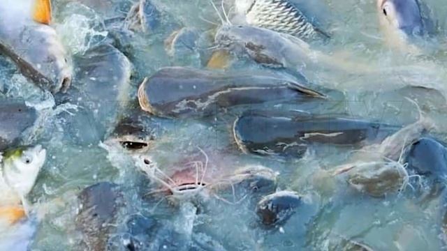 AQUA FARMING 28 9 23 смотреть онлайн