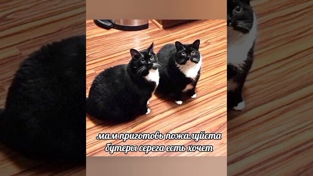 Наташ,найди мужика нормального #мем СМЕШНЫЕ КОТИКИ И ЖИВОТНЫЕ ? #приколы ? с озвучкой ? смотреть онлайн