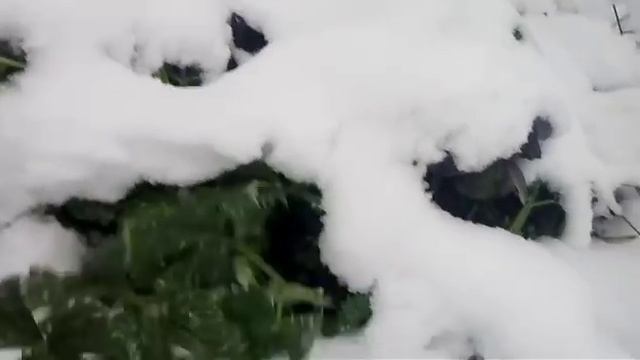Первый снег.Добываю петрушку и сельдерей из под снега. смотреть онлайн