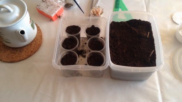 147. Самый надёжный способ посадки рассады помидоров. смотреть онлайн