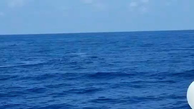 Италия огромный Кит смотреть онлайн