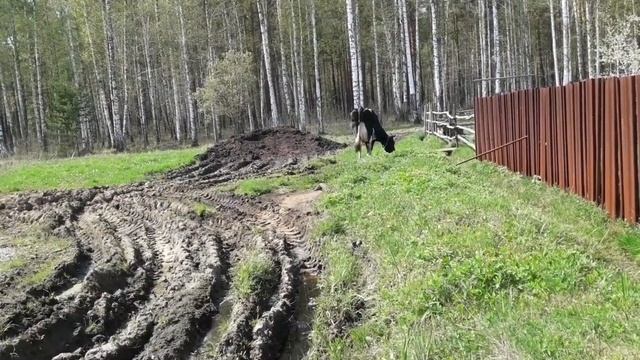 Первая прогулка с коровами. Весна ,наш первый выпас. смотреть онлайн