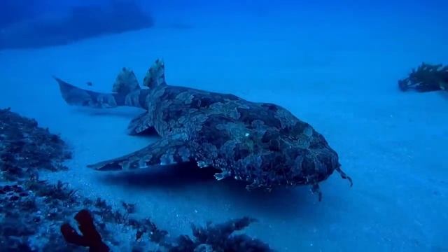 Eaten Alive By Sharks MARATHON! смотреть онлайн