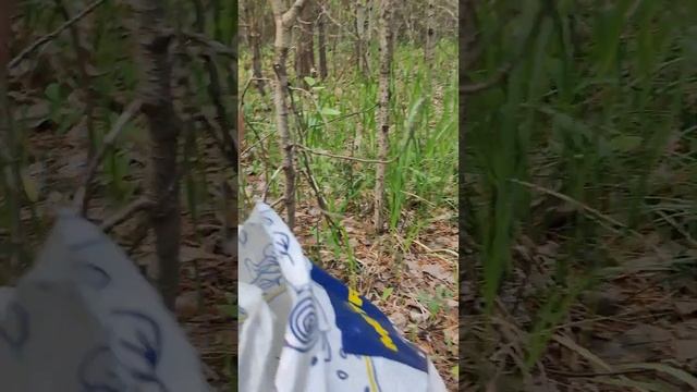 Поездка за грибами в Караканский Бор! смотреть онлайн