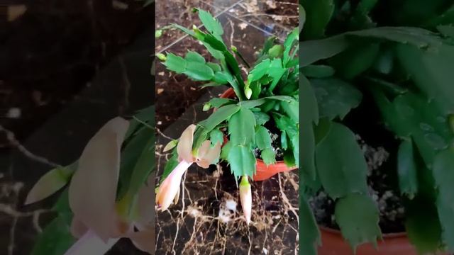 Декабрист( Шлюмбергера) золотой смотреть онлайн
