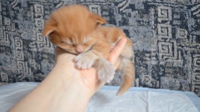 Детки кота Джокера. Очень милый котенок Мейн кун. смотреть онлайн