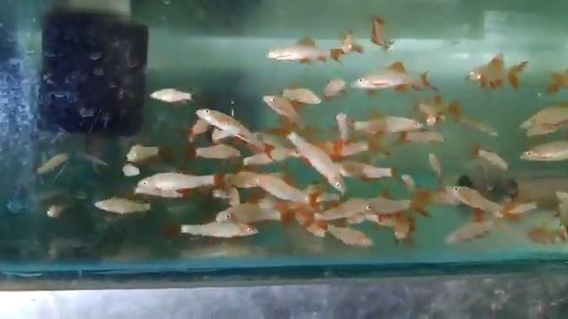 Labeo Frenatus Albino2 смотреть онлайн