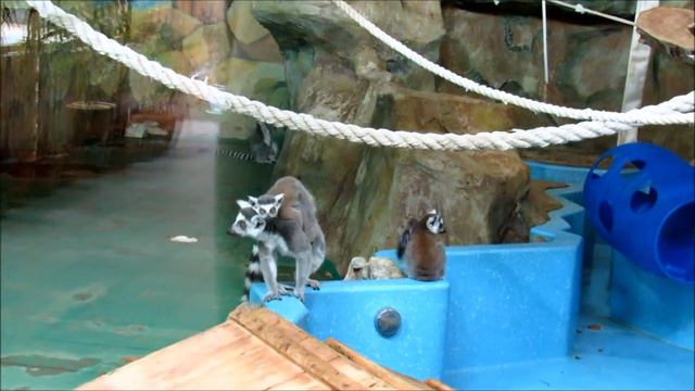 Лемуры.Обычные будни семьи. 15.02.21 г. смотреть онлайн