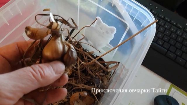 Как и где хранить гладиолусы зимой? смотреть онлайн