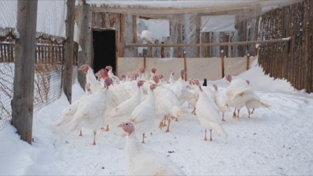 Бизнес идея на выращивание индюков на мясо и как правильно создать бизнес план смотреть онлайн