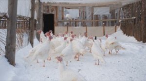 Бизнес идея на выращивание индюков на мясо и как правильно создать бизнес план