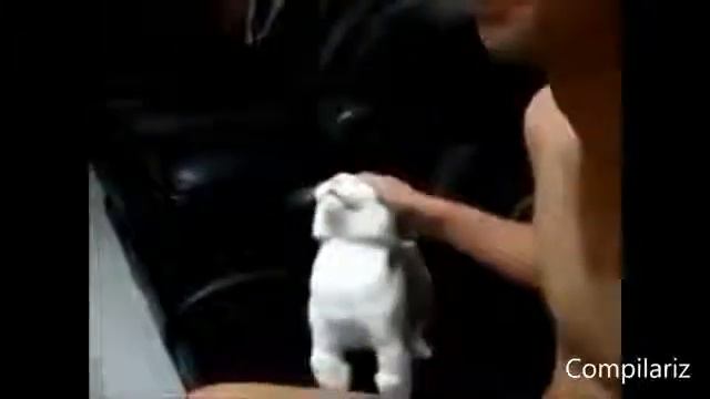 кот музыкант