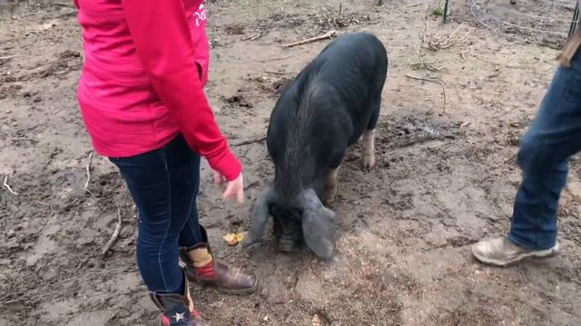 Berkshire / Meishan cross pigs, from B & B Farm смотреть онлайн