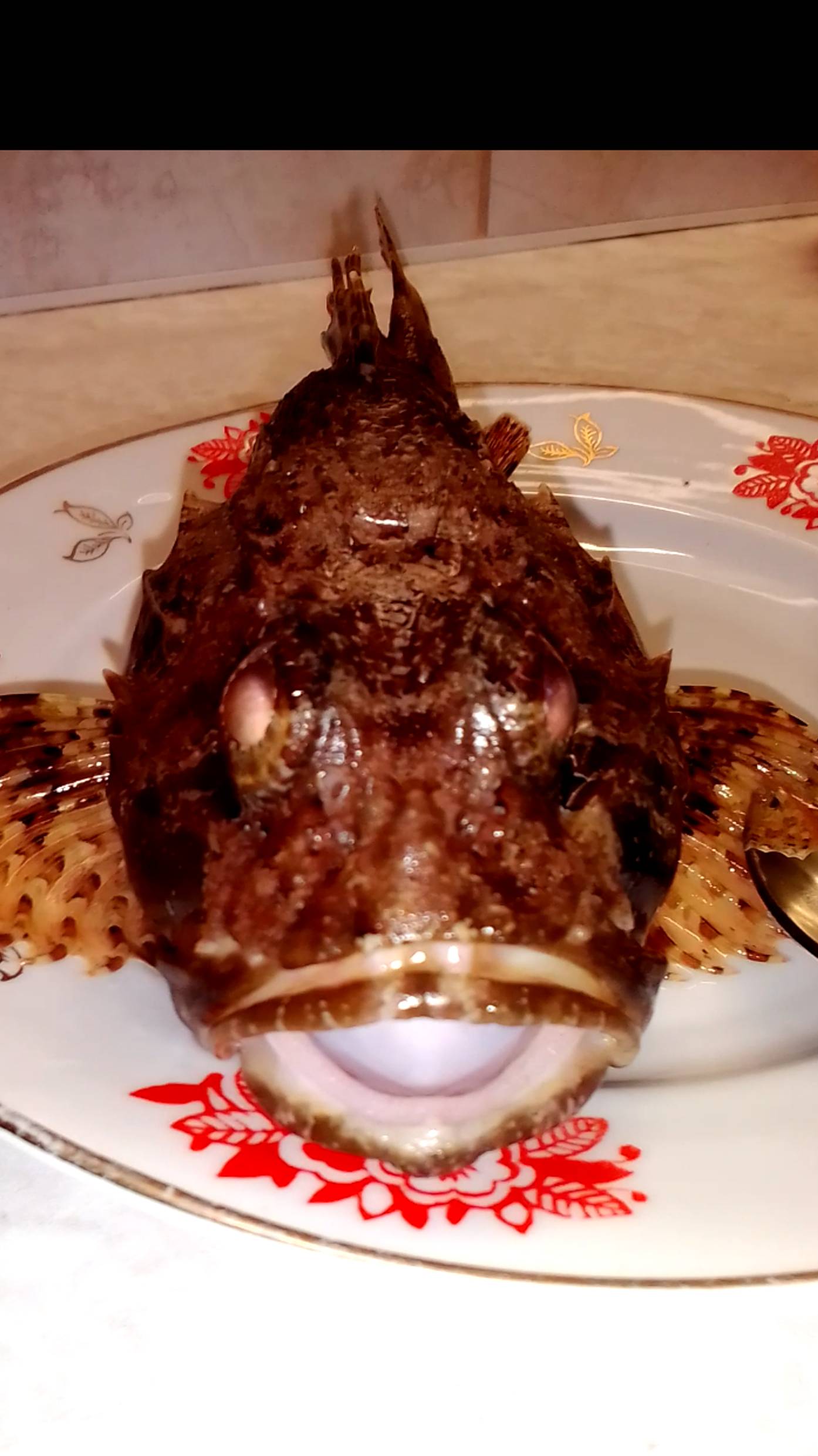 Скорпена ( морской ёрш)