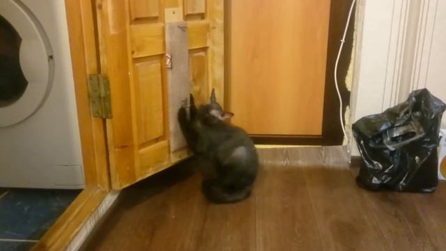 У сфинкса новая когтеточка смотреть онлайн