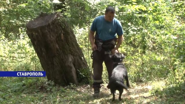 В Ставрополе идут соревнования среди кинологов смотреть онлайн