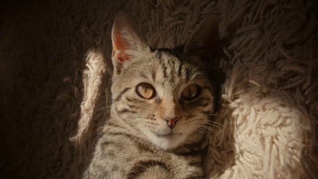 signs that your cat trusts you смотреть онлайн