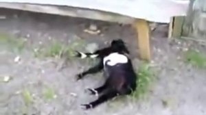 Козы, падающие в обморок при испуге