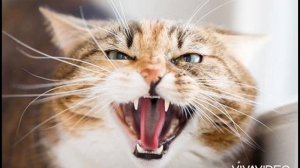 Звук кота. Агрессивный кот. Шипение кота. Звук злого кота. Angry cat sound. Angry cat