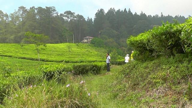 INDONESIA walking through a tea plantation near Bandung (Java) смотреть онлайн