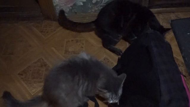 Коты и валерьянка)) смотреть онлайн