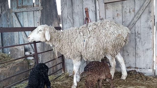 Вздутие живота у овец, Тимпания рубца, что нужно делать.