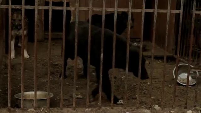 Приюту необходимо произвести реставрацию карантийной зоны и вольеров! смотреть онлайн
