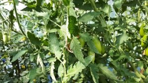 Томат Алые свечи. Фирма Сибирский сад. Индетерминантный сорт, рост не ограничивает.