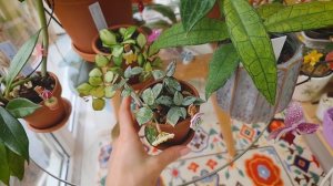 Моя коллекция хой. Хойи на балконе.