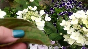 У гортензии ?? сохнут и коричневеют листья ‼Одна из причин - паутинный клещ ??