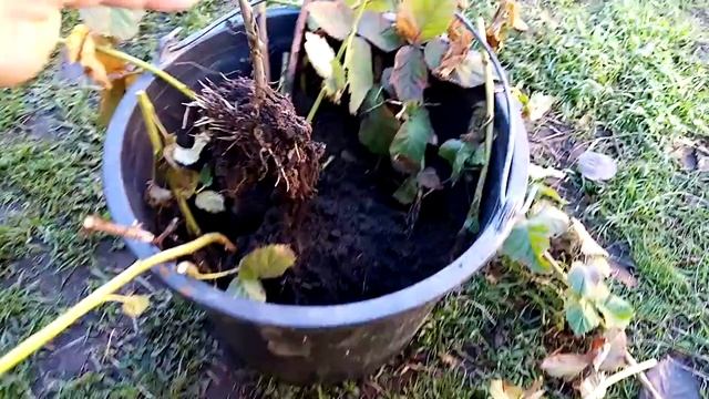 ежевика сорт коламбия санрайс, укоренение верхушками за зиму. смотреть онлайн