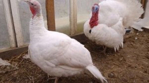 Разведение индюков кросса БИГ 6 как бизнес идея | Птицеводство | Индюки БИГ 6