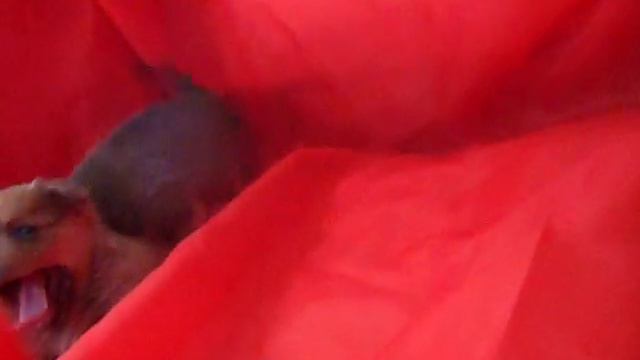 Щенки померанских шпицов) смотреть онлайн