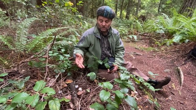 Clitocybe odora смотреть онлайн