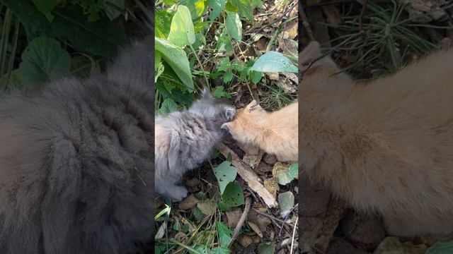 Бездомные кошмарики