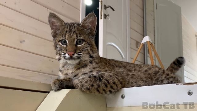 РЫСЬ ПОЛУЧИЛА ИМЯ! смотреть онлайн