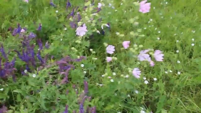 Татарстан. Луг над Камой. смотреть онлайн