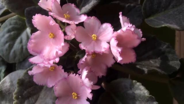 Мои фиалки стандарты в середине октября 2017 смотреть онлайн