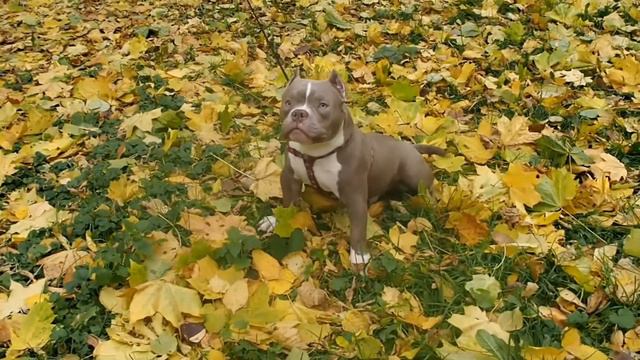 American Bully micro WARCRAFT смотреть онлайн
