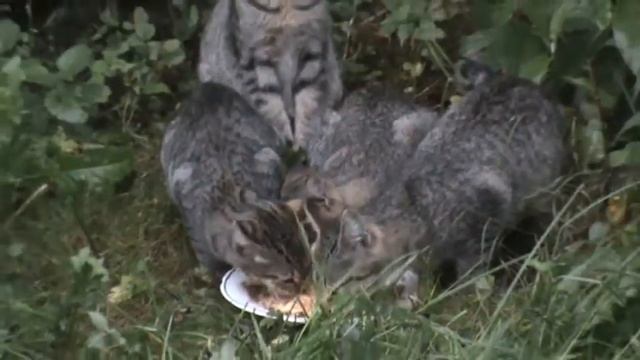 Кормёжка бездомных котят