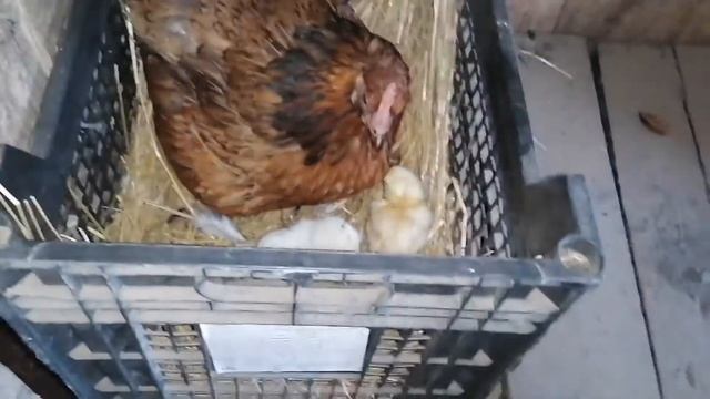 Начался вывод цыплят под квочками! / Квочка вывела всего два цыпленка? / Цыплята помесь с брамой смотреть онлайн