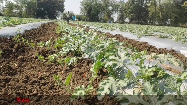 Folicur fungicide | Tebuconazole 25.9% | Bayer | #TAAचैनल смотреть онлайн