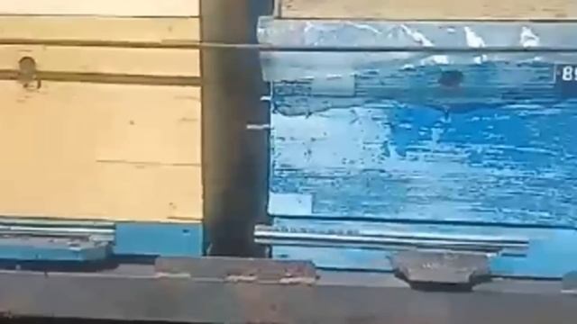 Пасека без ухода пчеловода  Пчеловодство без пчеловода  #7