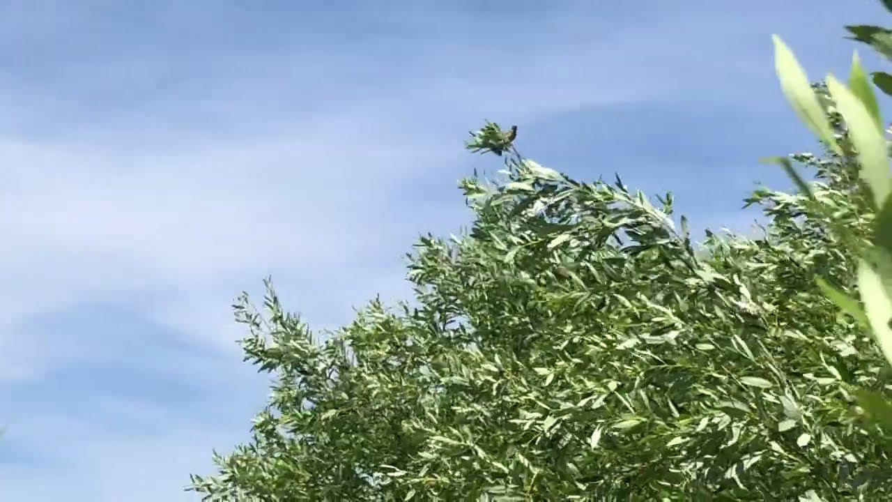 За городом. Пригород Новосибирска. Природа. смотреть онлайн