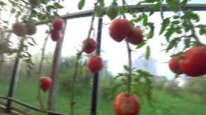 Обзор томатов для теплицы: Сорт Этуаль, Японка, Японский трюфель оранжевый